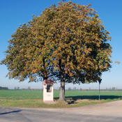 DonatusUebersicht.jpg (552668 Byte)