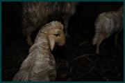Weihnachten_2010_800_017.jpg (52697 Byte)