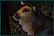 Weihnachten_2011_800_084.jpg (48610 Byte)